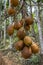 A bunch of betel nut and betel nut palm trees