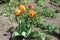 Bunch of bicolor red and yellow flowers of tulips