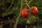 Bunch of big green tomatoes on a bush, growing selected tomato in a greenhouse.Green tomatoes among the branches. Natural and