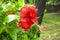 Bunch of big red petals of Hawaiian hibiscus blossom cover around long stamen and pistil, known as Shoe flower, Chinese rose