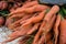 Bunch of bio carrots closeup , raw and unwashed