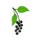 bunch bird cherry, hackberry or hagberry. Twig with leaves and berries
