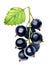 Bunch black currant isolated on white background, watercolor illustration