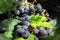 Bunch of black grapes, concept of harvest, viticulture