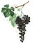 Bunch of black grapes isolated on white background. Watercolor illustration.