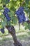 Bunch of black grapes on the vine