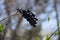 Bunch of black poisonous wild berries on blurred background