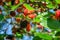 Bunch of black and red mulberries growing on the branch of a tree