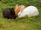 Bunch of black, white and red rabbits eating grass