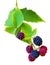 Bunch of blackberries. blackberry with leaf isolated on a white