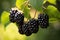 A bunch of blackberries growing on a branch with green leaves. The blackberries are ripe and plump