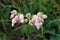 Bunch of Bladder campion or Silene vulgaris perennial common wildflowers with drooping white flowers and large inflated calyx