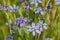 Bunch of blooming Blue-eyed grass in souther California. Soft focus, shallow depth of field, dreamy edit.