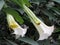 Bunch of blooming Brugmansia versicolor, also known as angelâ€™s trumpets