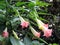 Bunch of blooming Brugmansia versicolor, also known as angelâ€™s trumpets