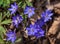 Bunch of blue anemone hepatica flowers growing in the forest