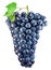 Bunch of blue-black table grape with grape leaf. File contains clipping path