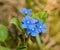 Bunch of blue creeping navelwort or blue-eyed-Mary flowers omphalodes verna