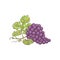 Bunch of blue fresh table or wine ripe grapes with leaves a vector illustration.
