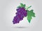 A bunch of blue grapes in a grapevine vector illustration