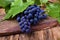 Bunch of blue Isabella grapes