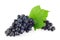 Bunch of blue organic grapes with green leaf.