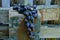 A bunch of blue ripe grapes on a concrete column of a wooden fence