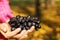 Bunch of blue wine grapes in the hands of the winemaker. Man Holding Black Grapes.