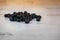 Bunch of blueberries piled on a white rustic wood table