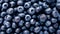 A bunch of blueberries with stems