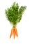 Bunch boundle of fresh orange juicy carrots with lush green tops tied with rope Isolate on white background