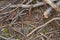 A bunch of branches after pruning a poplar tree in spring lie on the ground