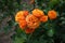 Bunch of bright orange flowers of rose