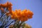 A bunch of  bright orange flowers in a tree