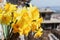 Bunch of bright springtime yellow daffodil flowers. Bouquet of daffodils