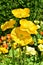 A bunch of bright and vivid yellow alpine poppies in a spring field