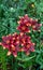 Bunch of brown daylilies blooming in summer garden