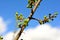 bunch of buds on tree branch on sunny spring day