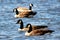 Bunch of Canadian geese relaxing in the blue water