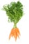 Bunch carrots