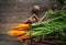 A bunch of carrots and beetroots . Fresh carrots, beetroot  heap with green stems. Raw Carrots and beetroot on rustic  wooden back