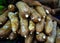 Bunch of cassava tubers