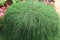 Bunch of casuarina tree leaves decorated in park