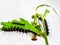 a bunch of caterpillars on a fresh green tree stalk