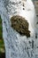 A bunch of caterpillars on a tree on a white crust