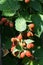 A bunch of Caucasian blackberry bush Rubus subgen ripening in th