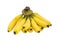 A bunch of cavendish bananas isolated on white background