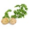Bunch of celery roots celery with leaves for banners, flyers, posters, social media. Fresh organic and healthy, diet and