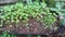 Bunch of centella plants grown in soil.