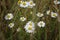 Bunch of Chamomile. Close-up of White blossoms. Field flowers.